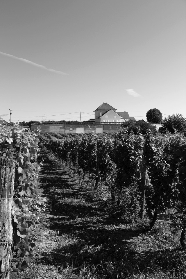 photo vignoble n°4