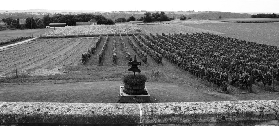 photo vignoble n°6